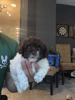 Toy Poodle , a male Poodle - Toy  for sale in Orlando, FL – 4 of 6