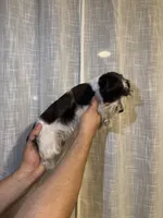 Miniature Schnauzer , a female Miniature Schnauzer for sale in Orlando, FL – 7 of 7