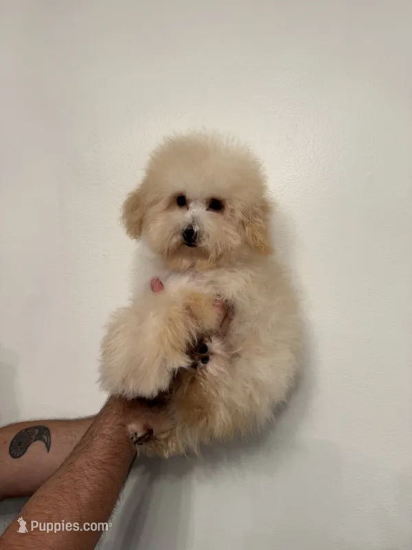 Poodle 2 – Poodle - Toy  puppy for sale in Orlando, FL