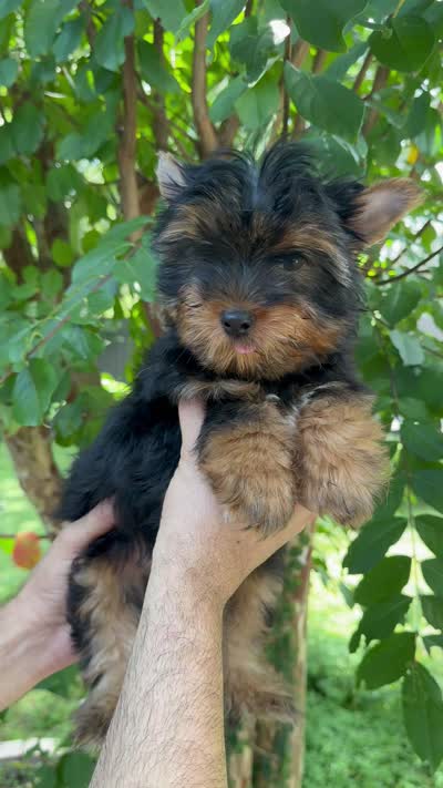 Yorkshire , a male Yorkshire Terrier for sale in Orlando, FL – 6 of 6