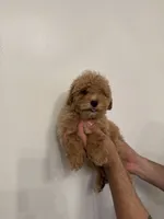 Cockapoo , a female Cockapoo for sale in Orlando, FL – 5 of 6