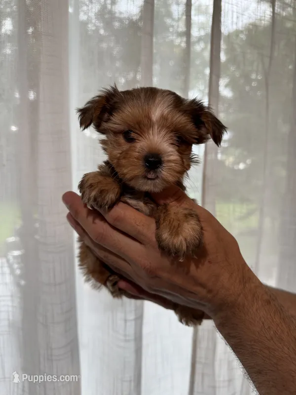 Yorkshire  – Yorkshire Terrier puppy for sale in Orlando, FL