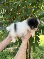 Pomeranian , a male Pomeranian for sale in Orlando, FL – 6 of 7