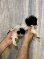 Toy Poodle , a male Poodle - Toy  for sale in Orlando, FL – 5 of 5