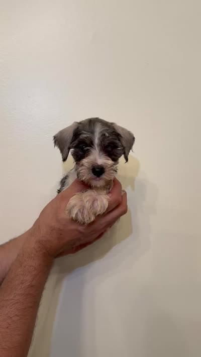 Miniature Schnauzer , a female Miniature Schnauzer for sale in Orlando, FL – 5 of 5