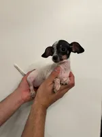 Chihuahua , a female Chihuahua for sale in Orlando, FL – 2 of 6