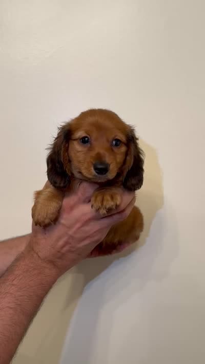 Dachshund , a female Miniature Dachshund for sale in Orlando, FL – 4 of 4