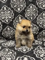 Teacup , a female Pomeranian for sale in Orlando, FL – 4 of 8