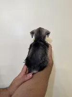 Miniature Schnauzer , a female Miniature Schnauzer for sale in Orlando, FL – 3 of 6