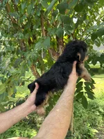 Yorkshire 2, a male Yorkshire Terrier for sale in Orlando, FL – 3 of 8