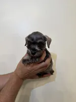 Miniature Schnauzer , a female Miniature Schnauzer for sale in Orlando, FL – 5 of 8