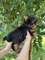 Yorkshire , a male Yorkshire Terrier for sale in Orlando, FL – 5 of 6
