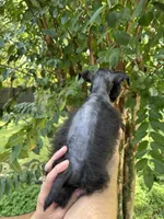 Schnauzer 4 , a male Miniature Schnauzer for sale in Orlando, FL – 5 of 6