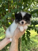 Pomeranian , a male Pomeranian for sale in Orlando, FL – 4 of 7