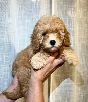 Cavapoo, a male Cavapoo for sale in Orlando, FL – 3 of 3