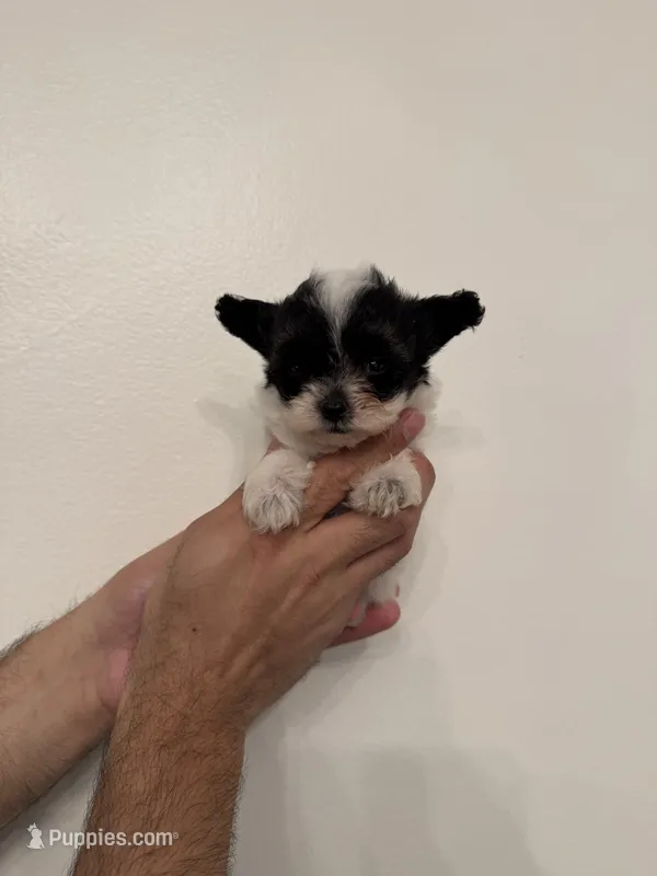 Maltipoo 3 teacup  – Maltipoo puppy for sale in Orlando, FL