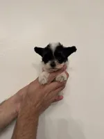 Maltipoo 3 teacup , a male Maltipoo for sale in Orlando, FL – 1 of 7