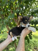 Corgi , a male Pembroke Welsh Corgi for sale in Orlando, FL – 2 of 7
