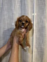 Cavalier , a male Cavalier King Charles Spaniel for sale in Orlando, FL – 6 of 7