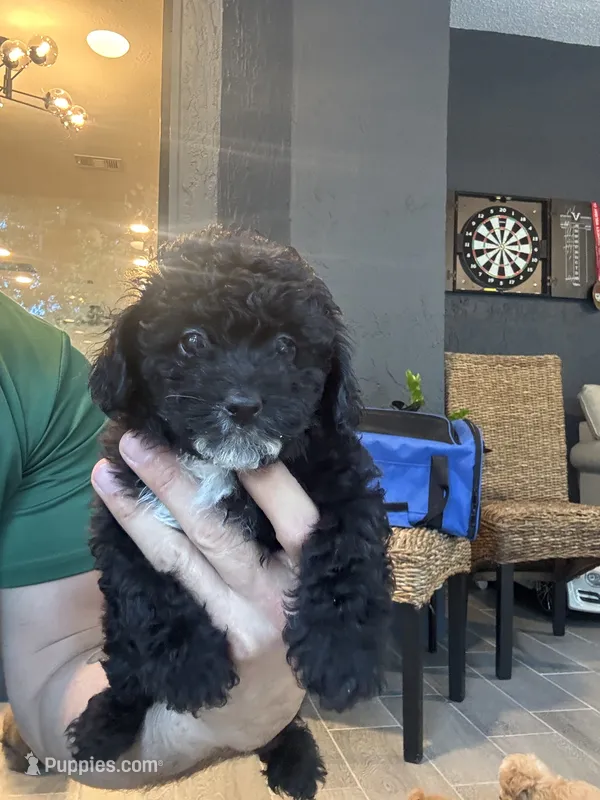 Poodle  – Poodle - Toy  puppy for sale in Orlando, FL