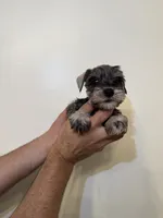 Miniature Schnauzer , a female Miniature Schnauzer for sale in Orlando, FL – 2 of 6