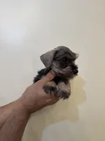 Miniature Schnauzer , a female Miniature Schnauzer for sale in Orlando, FL – 7 of 8