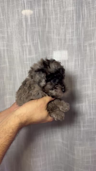 Toy Poodle, a male Poodle - Toy  for sale in Orlando, FL – 7 of 7