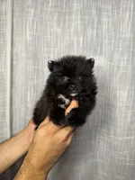 Pomeranian , a male Pomeranian for sale in Orlando, FL – 4 of 6