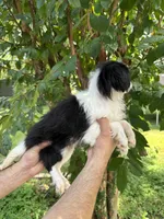 Japanese Chin, a female Japanese Chin for sale in Orlando, FL – 5 of 7