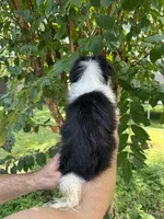 Japanese Chin, a female Japanese Chin for sale in Orlando, FL – 4 of 7