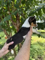 Corgi 2 , a female Pembroke Welsh Corgi for sale in Orlando, FL – 6 of 7