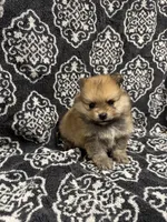 Teacup, a male Pomeranian for sale in Orlando, FL – 3 of 6