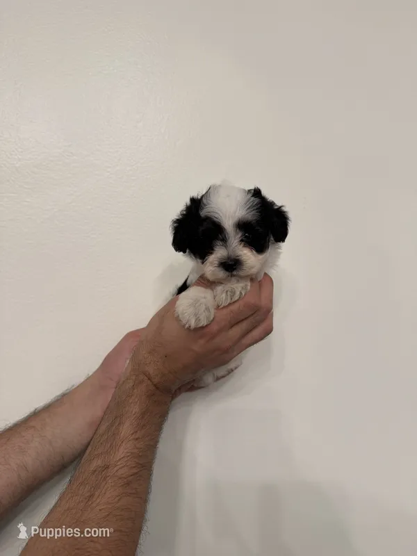Maltipoo 2 – Maltipoo puppy for sale in Orlando, FL