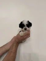 Maltipoo 2, a female Maltipoo for sale in Orlando, FL – 1 of 6