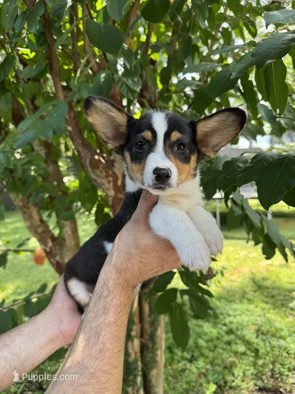 Corgi 2  – Pembroke Welsh Corgi puppy for sale in Orlando, FL