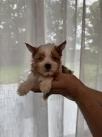 Yorkshire , a female Yorkshire Terrier for sale in Orlando, FL – 4 of 7