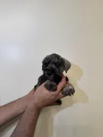 Miniature Schnauzer , a female Miniature Schnauzer for sale in Orlando, FL – 3 of 7