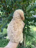 Poodle 5, a male Poodle - Toy  for sale in Orlando, FL – 5 of 6