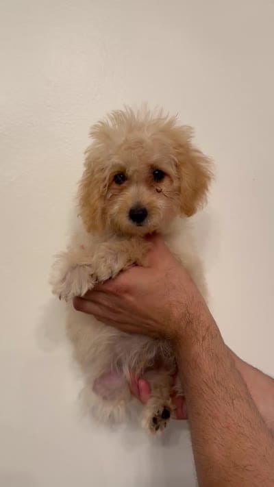 Toy Poodle , a male Poodle - Toy  for sale in Orlando, FL – 7 of 7