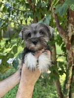 Schnauzer 3, a female Miniature Schnauzer for sale in Orlando, FL – 5 of 7