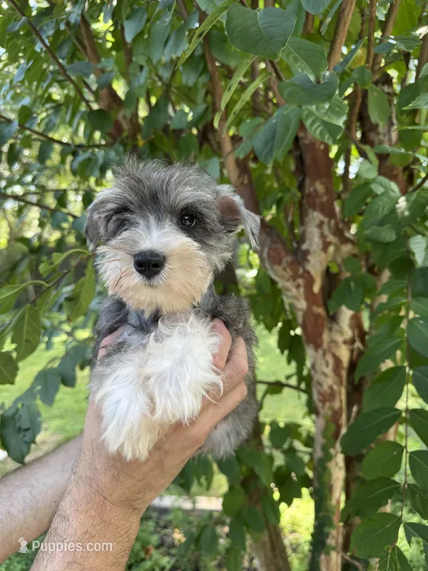 Schnauzer 2 – Miniature Schnauzer puppy for sale in Orlando, FL