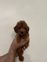 Red toy poodle 1, a female Poodle - Toy  for sale in Orlando, FL – 1 of 7