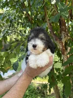 Poodle 2, a male Poodle - Miniature  for sale in Orlando, FL – 2 of 7