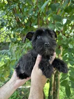 Schnauzer 4 , a male Miniature Schnauzer for sale in Orlando, FL – 3 of 6