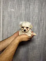 Maltese, a female Maltese for sale in Orlando, FL – 6 of 7