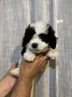 Toy Poodle , a male Poodle - Toy  for sale in Orlando, FL – 2 of 7