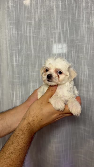 Maltese, a female Maltese for sale in Orlando, FL – 7 of 7