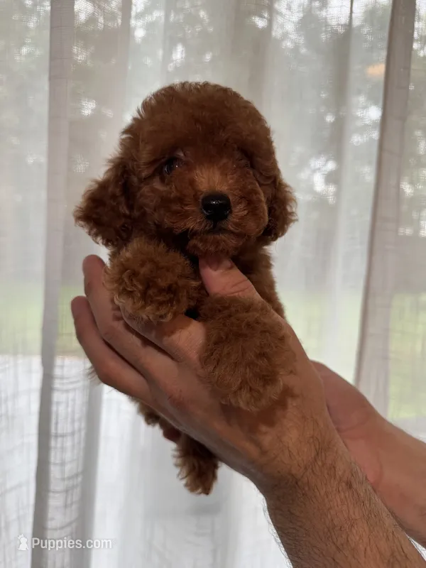 Red Toy Poodle  – Poodle - Toy  puppy for sale in Orlando, FL