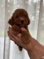 Red Toy Poodle , a female Poodle - Toy  for sale in Orlando, FL – 1 of 5