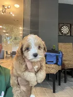 Maltipoo , a male Maltipoo for sale in Orlando, FL – 5 of 6